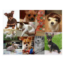 Chihuahua Postcard