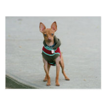 Chihuahua Postcards