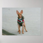 Chihuahua poster