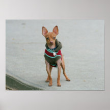 Chihuahua poster