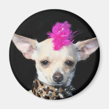 Chihuahua Punk Magnet