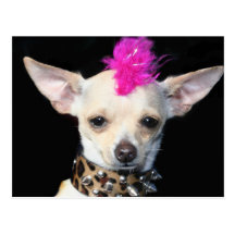 Chihuahua Punk Postcard