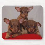 Chihuahua puppies mouse mats
