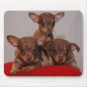 Chihuahua puppies mousepads