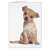 Chihuahua puppy (2 months old) cards