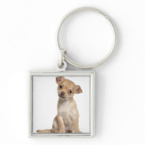 Chihuahua puppy (2 months old) keychains
