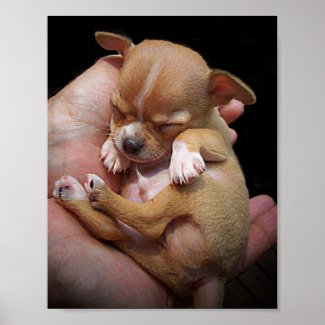 Chihuahua Puppy Blessing print
