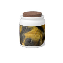 Chihuahua Puppy Candy Jar