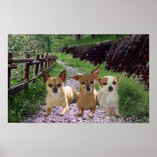 Chihuahua Purple Poster print