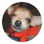 CHIHUAHUA SAY CHEESE! STICKER