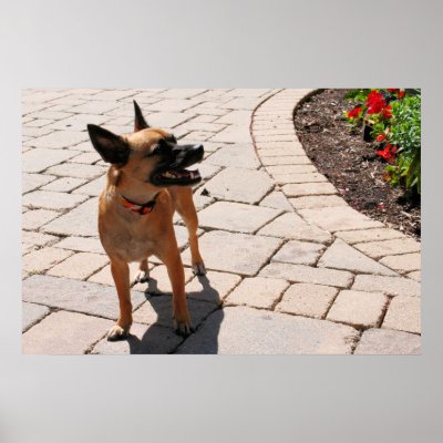 chihuahua_schipperke_cosita_8_poster-r06722e84cdcb4d7f896b902628eb4c8b ... chihuahua_schipperke_cosita_8_poster-r06722e84cdcb4d7f896b902628eb4c8b ...