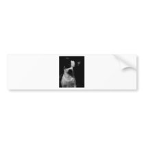 Chihuahua Small Dog Bumper Stickers
