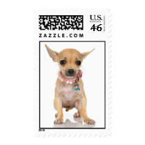 Chihuahua Stamp (MEDIUM)