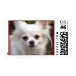 Chihuahua Stamp