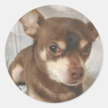 Chihuahua Sticker