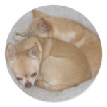 chihuahua stickers