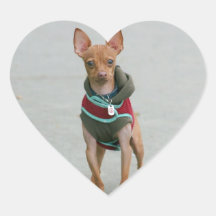 Chihuahua Stickers