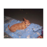 Chihuahua taking a rest post cards
