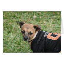 Chihuahua Tarjeta