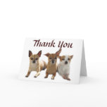 Chihuahua Trio Thank You Card