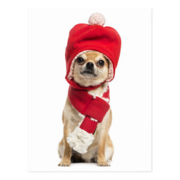 Chihuahua Wearing Christmas Hat And Scarf Postcard