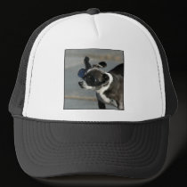 Chihuahua with goggles hats
