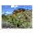 chihuahuan, desert, southwest, arid, dry, yucca,