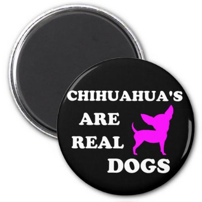 Chihuahua's are real dogs refrigerator magnets
