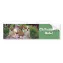 Chihuahuas Rule Bumper Sticker bumper stickers by normagolden Chihuahuas Rule Bumper Sticker bumper stickers