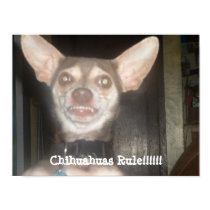 Chihuahuas Rule!!!!!! posters