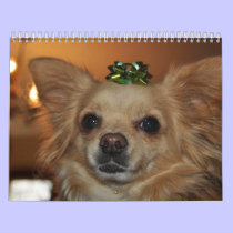 Chihuahua's calendars