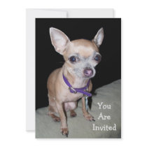 Chihuhahua Looking At You invitations by GAZoomIn Chihuhahua Looking At You invitations
