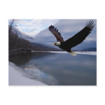 Chiklat Eagle Preserve Postcard