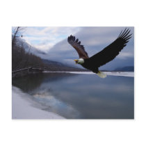 Chiklat Eagle Preserve Postcard