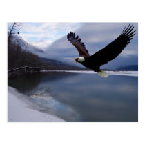 Chiklat Eagle Preserve Postcard postcards