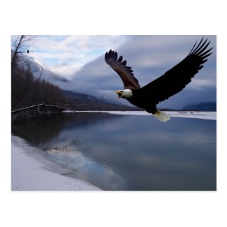 Chiklat Eagle Preserve Postcard