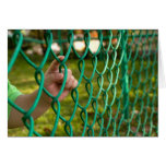 Child finger on fence cards
