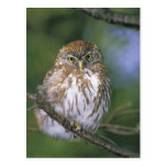 Chile, Aysen. Juvenile Autral Pygmy Owl Postcard