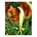 Chile Pepper posters
