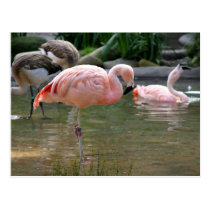 Chilean Flamingo postcards