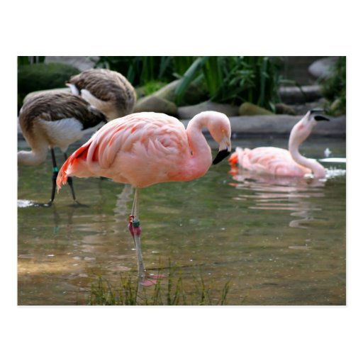 Chilean Flamingo Postcards