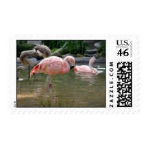 Chilean Flamingo Stamp