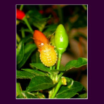 Chili Bug postcards