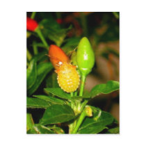 Chili Bug postcards by pattyrodz Chili Bug postcards