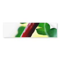 Chili Chillies Peppers bumper stickers by lifesphere Chili Chillies Peppers bumper stickers