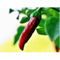 Chili Chillies Peppers photo sculptures