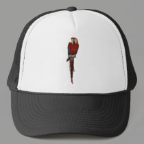 Chili hats