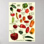 Chili ID Poster