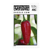 chili pepper postage by rogerscj chili pepper postage