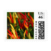 Chili Peppers postage by eemade Chili Peppers postage